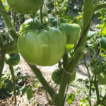 Tomato variety Superbomb