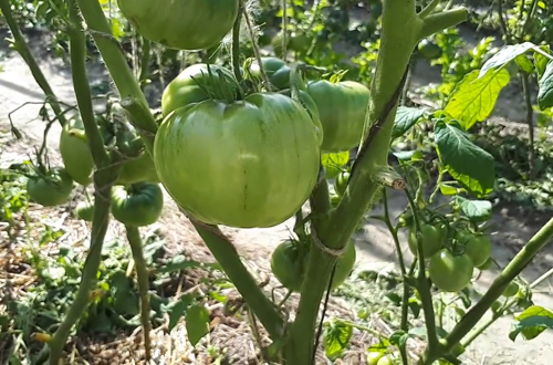 זן עגבניות סופרבומב