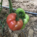 Pelbagai tomato Tiwai 12 (F1)