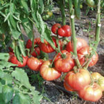 Pelbagai tomato Warrior Hebat