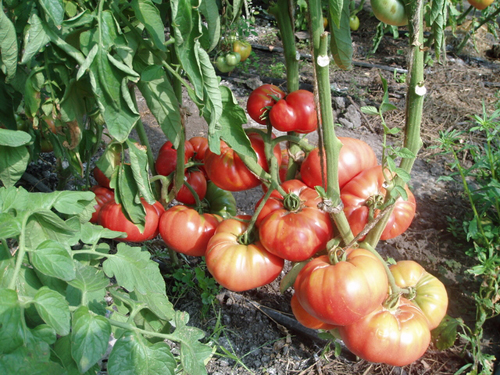 Tomato variety Great Warrior