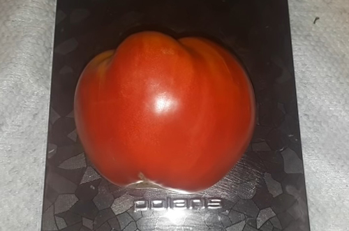 Tomato variety Vladyka