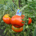 Tomato variety Zimarevsky giant