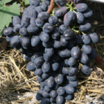 Charlie grape variety