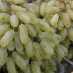 Grape variety Ladies fingers (Husayne white)