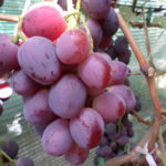 Everest grape variety