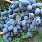 Gala grape variety