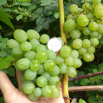 Harold grape variety