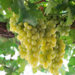 Grape variety Italy