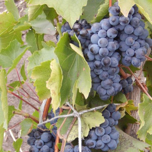 Levokumsky grape variety