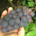 Muromets grape variety