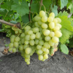 Grape variety Nadezhda Aksayskaya