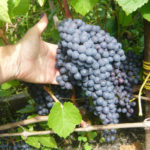 Grape variety in Memory of Dombkovskaya