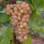 Grape variety Platovsky