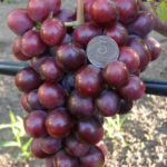 Grape variety Gift Nesvetaya