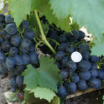 Sphinx grape variety