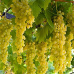 Grape variety Century