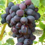 Grape variety Zabava