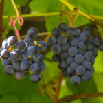 Zilga grape variety