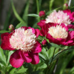 Peony White cap (White cap)