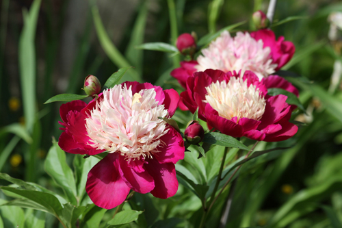 Καπάκι Peony White (Λευκό καπάκι)