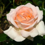 Rose Chandos skjønnhet (Chandos skjønnhet)