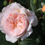 Rose Seorang pemuda shropshire