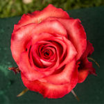 Iguana rose