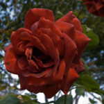 Rose Terracotta