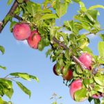 Cherry plum variety July rose