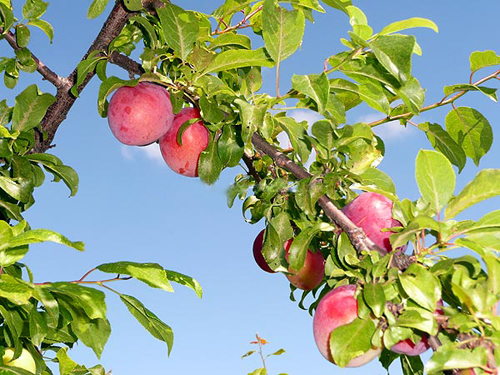 Cherry plum variety July rose