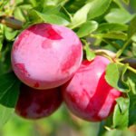 Cherry plum variety Abundant