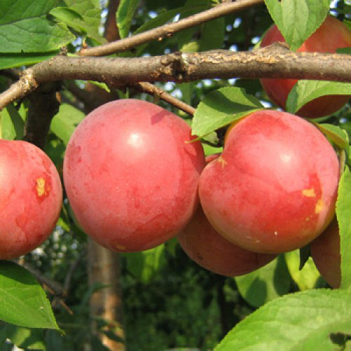 Khemah pelbagai jenis Cherry plum