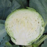 Cyclops cabbage variety (F1)