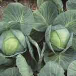 Kolya cabbage variety (F1)