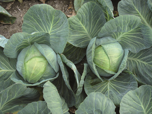 Kolya cabbage variety (F1)