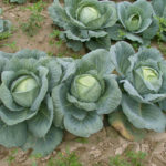 Krautkayser cabbage variety (F1)