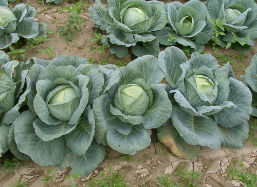 Krautkayser cabbage variety (F1)