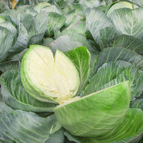 Cabbage variety Zimovka 1474