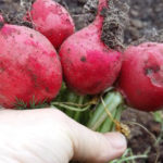 Radish variety Duro Krasnodarskoe