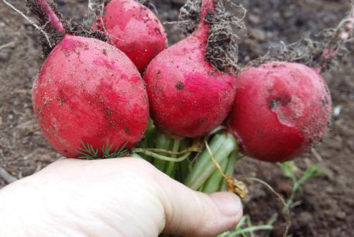 Radish variety Duro Krasnodarskoe