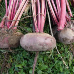 Beet variety Egyptian flat