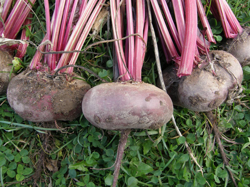 Beet variety Egyptian flat