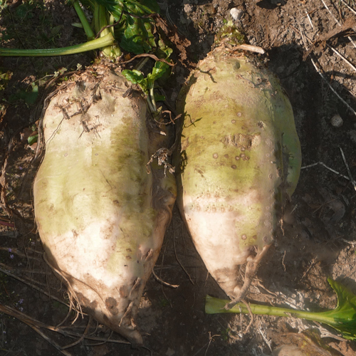 Beet variety Lada (feed)