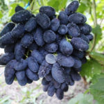 Alvika grape variety