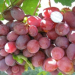 Ataman grape variety