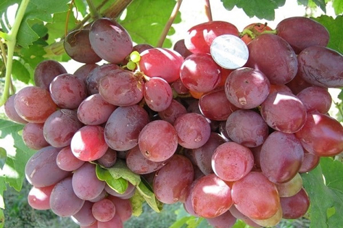 Ataman grape variety