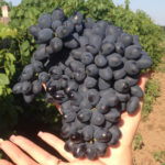 Attica grape variety