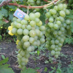 Grape variety Bogatyanovsky