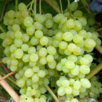 Rusbol grape variety